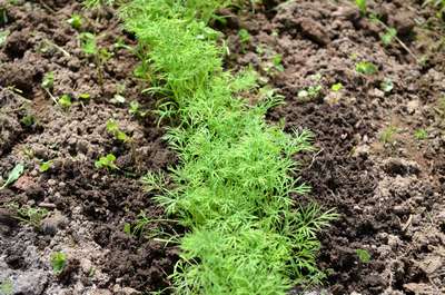 Посев укропа в открытый грунт