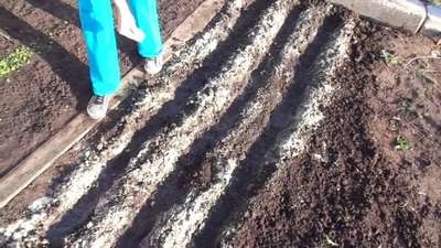 Как сажать петрушку семенами в открытый грунт?