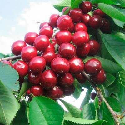 Черешня Валерий Чкалов — проверенный ранний сорт с крупными ягодами