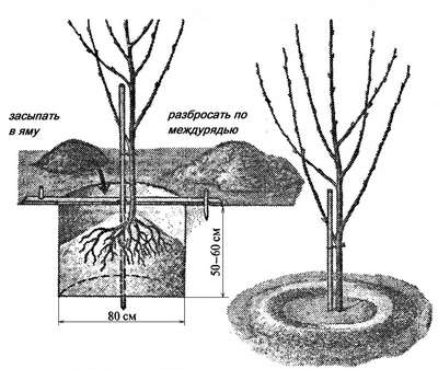 Посадка черешни