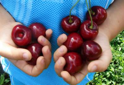 Сорт черешни Крупноплодная