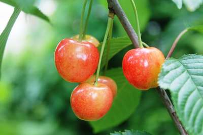 Сорт черешни Юлия