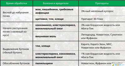 Обработка черешни весной от болезней и вредителей