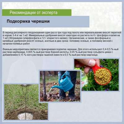 Чем подкормить черешню весной?