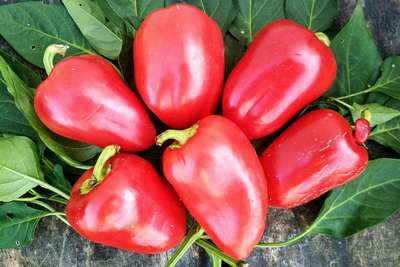 Сорт перца Винни-пух