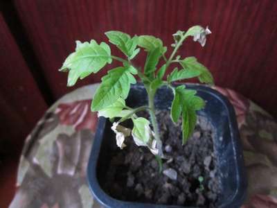 Что делать, если сохнут листья у рассады помидор?