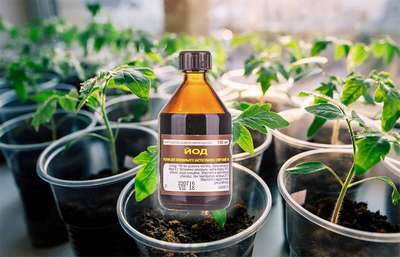 Применение йода для рассады помидор