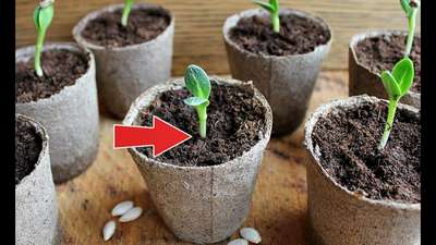 Что посадить в апреле на рассаду?