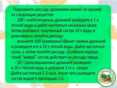 Как подкормить рассаду дрожжами?