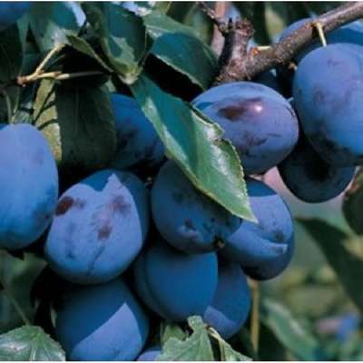 Сорт сливы Венгерка