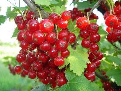 Сорт красной смородины Натали