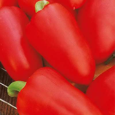 Сорт перца Ласточка