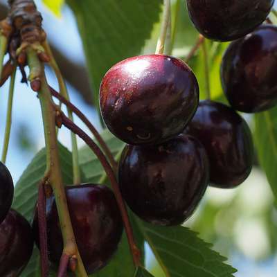 Сорт черешни Черный Принц