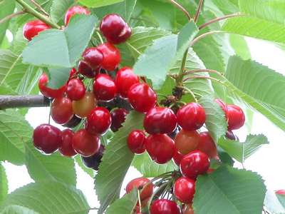 Сорт черешни Брянская розовая