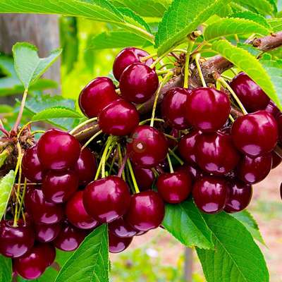 Сорт черешни Овстуженка