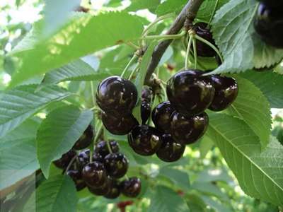 Сорт черешни Ленинградская черная