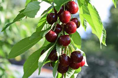 Сорт черешни Ипуть