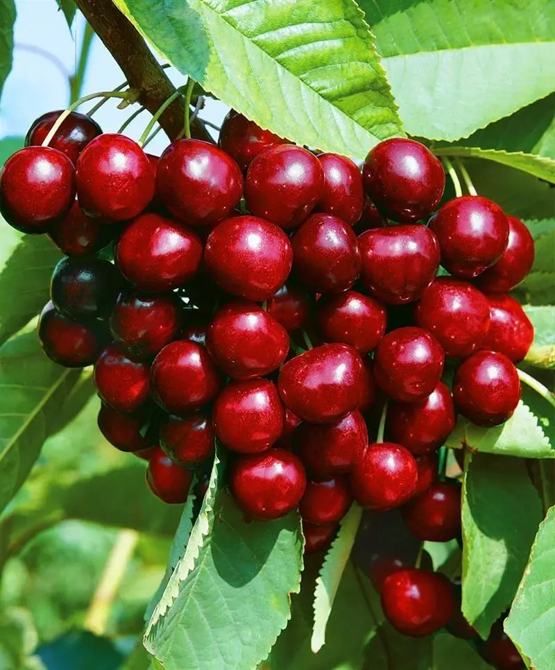 Сорт черешни Ревна