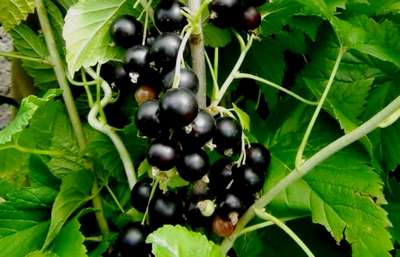 Сорта черной смородины для Подмосковья: топ лучших