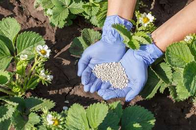 Чем подкормить клубнику весной