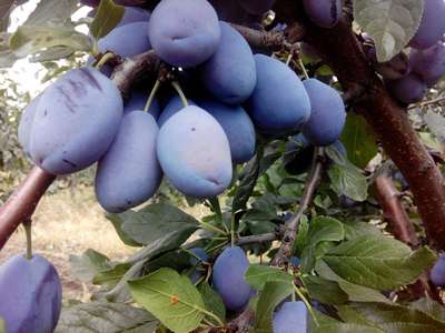 Сорт сливы Стенлей