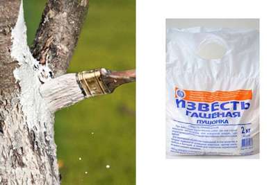 Как белить деревья весной известью с медным купоросом?
