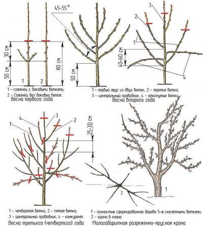 Формирование кроны яблони: схемы и правила
