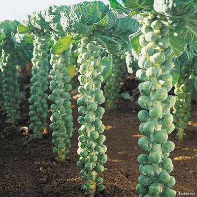 Как вырастить брюссельскую капусту в открытом грунте?