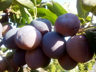 Лучшие сорта сливы