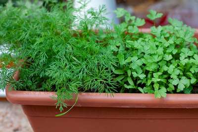 Посев укропа и петрушки на подоконнике