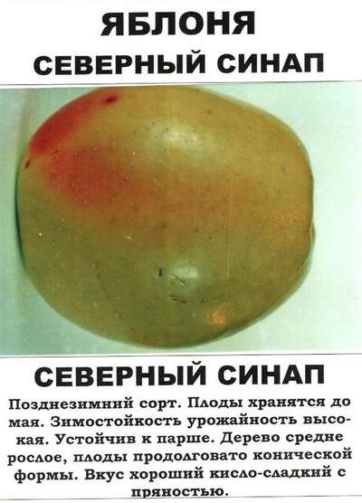 Описание сорта яблони Северный синап