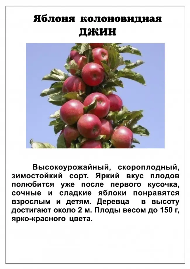 Колоновидная яблоня «Валюта»: описание сорта, выращивание и уход