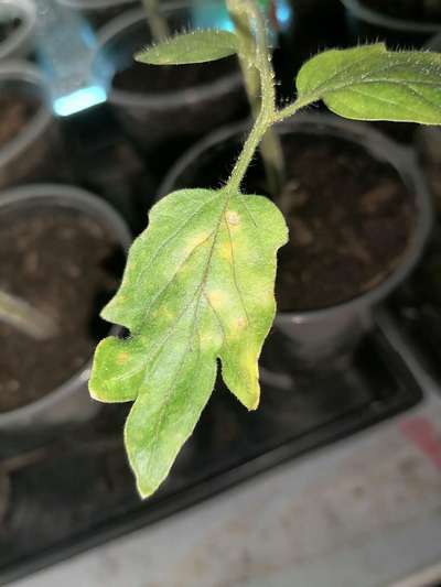 На рассаде томатов появились белые пятна и сохнут листья