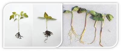 Черная ножка у рассады перца: причины, признаки и лечение