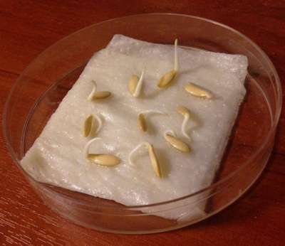 Зачем, и как замачивать семена огурцов перед посадкой?