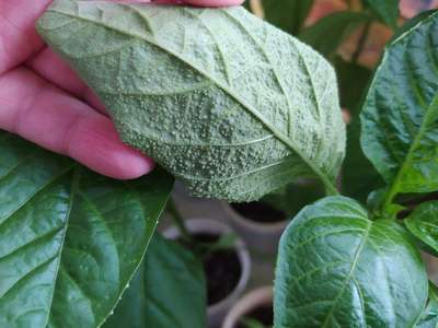 Пупырышки на рассаде перца