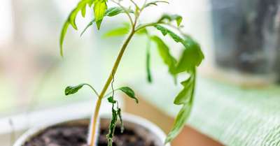 Падает рассада помидор: причины и лечение