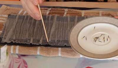 Как вырастить рассаду без земли на туалетной бумаге?