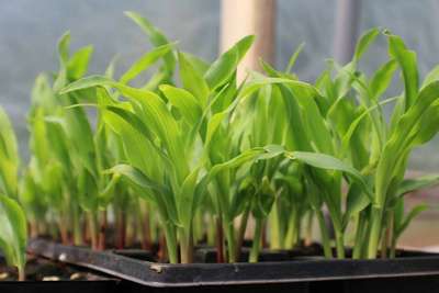 Посадка кукурузы на рассаду