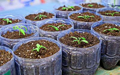 Как вырастить баклажаны на рассаду?
