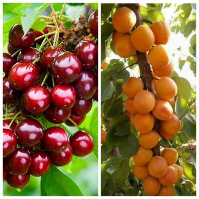 Колоновидная черешня: сорта, посадка и уход