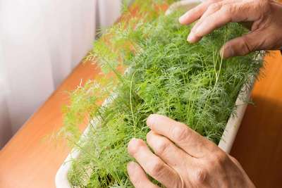 Как сажать укроп в открытый грунт семенами