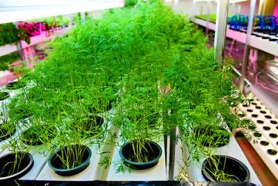 Как вырастить укроп на подоконнике?