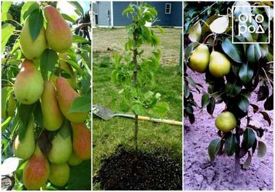 Колоновидная груша: описание сортов, посадка и уход