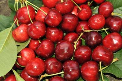 Самые лучшие сорта черешни для Подмосковья