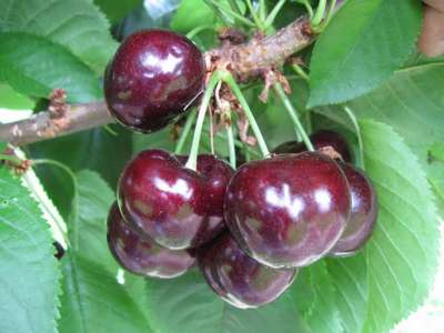 Лучшие сорта черешни для средней полосы России