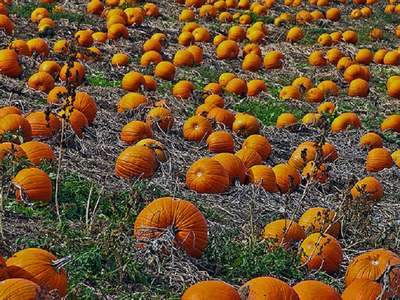 Как посадить тыкву?