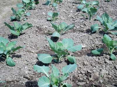 Как вырастить белокочанную капусту в открытом грунте?