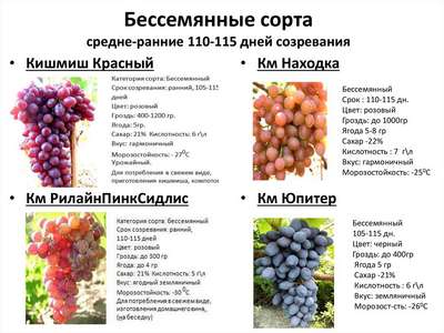 Сорта винограда для средней полосы России