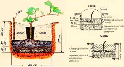Как сажать виноград весной и осенью